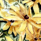Daisies